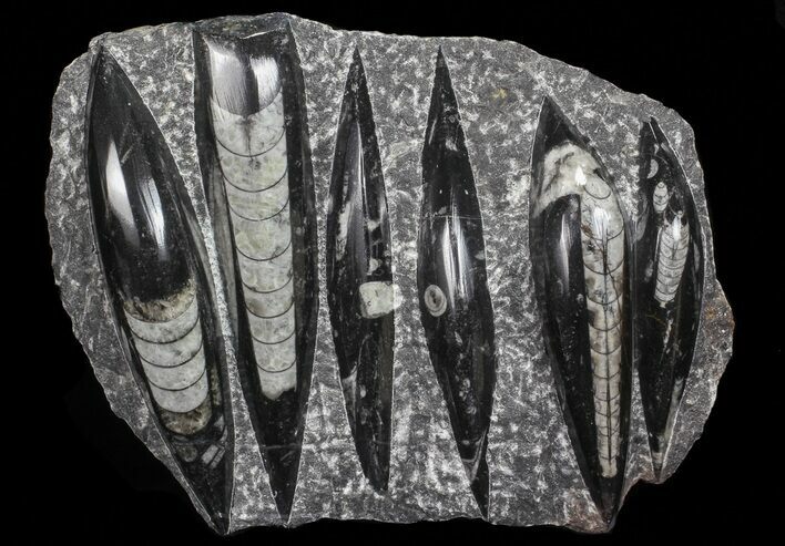 Polished Orthoceras (Cephalopod) Plate - #68376